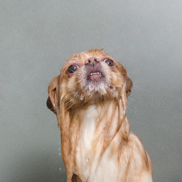 Tolle Fotostrecke - Ein nasser Hund nach dem anderen